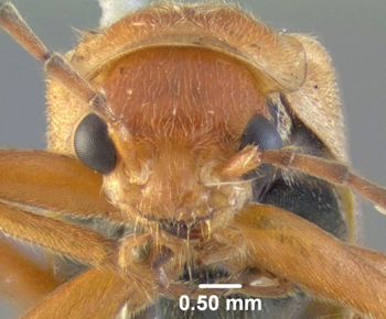Media type: image;   Entomology 612552 Aspect: head frontal view